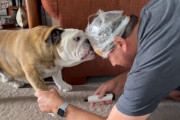 愛犬の爪切り作業にひと工夫。おでこにピーナッツバターを塗ってみたブルドッグの飼い主さんの挑戦にニヤける