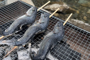 【画像】ヤマメ釣れたから焼いていくぞ