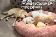 大好きなぬいぐるみのお友達にベッドを譲り、自分は床で寝るやさしい犬