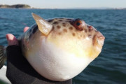 自分で釣ったフグを刺し身にして食べた結果ｗｗｗｗｗｗ
