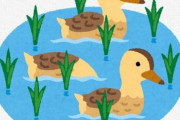 【悲報】アイガモ農法だ！ → ほとんど盗まれる・滋賀県