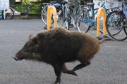 都市に出没する猪をテレ朝が“アーバン・イノシシ”と紹介、ツイッタートレンドに…「初めて聞いたw」「強いんだか弱いんだか」