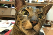 【ねこ画像】部屋の中のねこ、つつかれねこ、ねこにパイルダーオン ほか