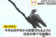 【画像】白いカラス現れる！　宮城・涌谷町
