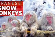 海外視聴者「素敵な映像！」地獄谷温泉のニホンザルたちを追ったミニドキュメンタリー
