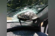 「一体なぜ？」走行車のフロントガラスに飛んできた亀が突き刺さる…亀は医療センターへ