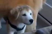ネコの目の前に子犬がいた。ママがいるからお前なんか怖くないぞぉ！ → 母犬の下でこうなります…