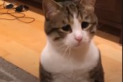 悲しそうな顔だけど、実はすごく幸せな猫ちゃん！ 海外の反応