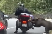 【動画】バイク乗りがヒグマに襲われてしまう瞬間が撮影される。