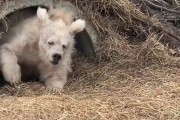 【動画】くまさん、冬眠から目覚める