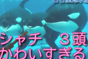 名古屋って、水族館に関しては東京大阪に勝ってるよな