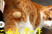 【画像】猫のタマタマ画像を集めたカレンダーｗｗｗｗｗｗｗｗｗ