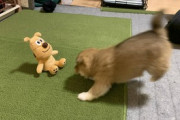 【画像】柴の子犬がぬいぐるみと遊んでる姿がこちら…襲いかかる姿に野性を感じますwww