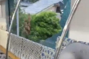 【動画】走行中の電車のガラスがバキバキに割れてしまう…