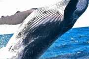 【閲覧注意】クジラのヒレの中には「5本指の手」が残っていた　まるで人間みたいでヤバい