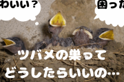 ツバメの巣って壊してもええのか？