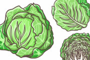 【大悲報】キャベツが高騰　1個1026円も･･･