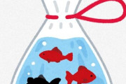 京都府南部の町で「金魚」が110匹消える　何者かに盗まれたか