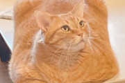 【画像】あまりにも四角すぎる猫、激写されるｗｗｗｗｗｗｗｗｗｗｗｗ