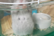 【画像】うちの妊婦ハムスターが出産したで！