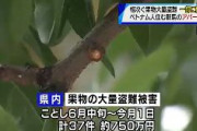 【桃】山梨果物大量盗難　ベトナム人グループが暮らす群馬県のアパートを捜索