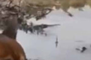うちのイヌと散歩していた。途中に水たまりがあった → 犬はこうなりました…