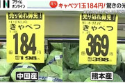 広島風お好み焼き屋に朗報！キャベツが大暴落！外国産輸入で2倍の価格まで戻る