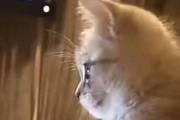 子ネコをお腹に乗せてスマホを見ていた。次の映像♪ → 子猫はこうします…