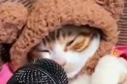 子ネコたちにマイクを近づけてみた。猫ＡＳＭＲ♪ → こんな音がとれました…