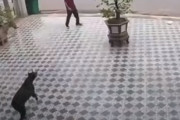 野良犬が通行人(カンフーマスター)めがけて飛び掛かる映像が海外で話題に！