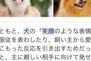 【朗報】「犬　笑顔　なぜ」で検索 → 脳が回復する