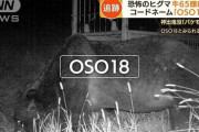 【北海道】巨大忍者グマの「OSO18」がヤバすぎる・・・