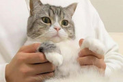 【悲報】日本一の猫系YouTuberさん「もちまるが入院しまーす！！ 」