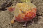 【悲報】手足が生えてる魚が発見される・・・（画像あり）