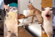 【悲報】猫ミーム、既に飽きられ始める