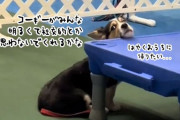 コーギーが初めて犬の社交イベントに参加。内気でシャイで気まずさ炸裂