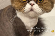 まろが飼ってる猫ちゃん