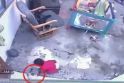 危機一髪！猫が赤ちゃんを転落事故から救う、背中に飛びつき前脚でブロック（コロンビア）
