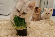 「ママ、どうして草なんか食べてるの？」猫草を知らない子猫たちの愛くるしい反応