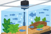アクア民さん「知り合いがアクアにハマって90センチ水槽を即座に買ってたわ。あいつ大丈夫か？」