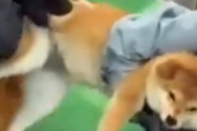 【動画】闘犬ピットブル、ドックショーで暴れだして柴犬をボコボコにしてしまう…