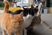 【ねこ画像】仲良く毛繕いする猫さん達…これは仲睦まじくてたまりませんwww