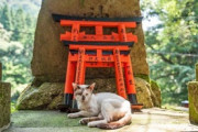 【ねこ画像】大量の招き猫の中に鎮座する猫さん…もしかして御神体なのかもしれませんwww
