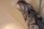 【ネコ】 床にライトを当てる。振ってみた → 猫はこうなった…