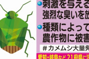 刺激与えると強烈な臭い…猛暑で急増「カメムシ」の習性を利用した“ほぼ捕獲できる方法”がSNSで注目