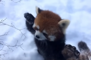 雪の中で遊ぶレッサーパンダの可愛さ…！ 海外の反応