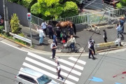 【速報】大井競馬場から馬が脱走、車と衝突か