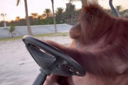 【動画】オランウータンさん、運転ができる