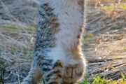 【ねこ画像】柔道ねこ？、サメとねこ ほか【再】