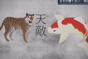 報ステ「虎の天敵は…鯉！？」